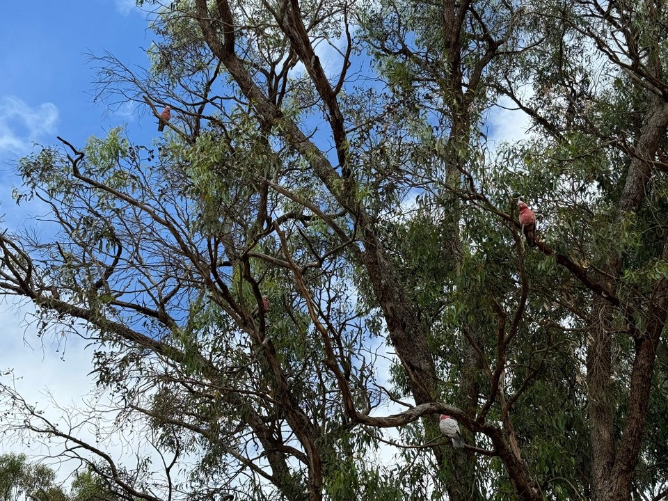 Australien - Redcliffe - 