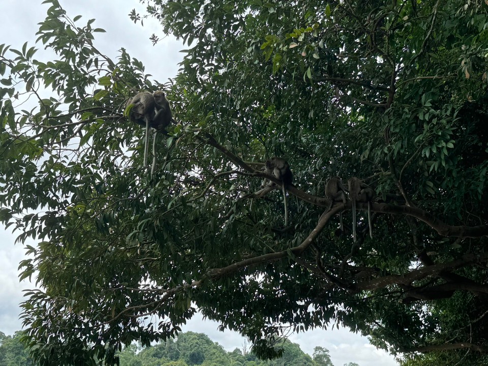 Singapur - Singapur - 