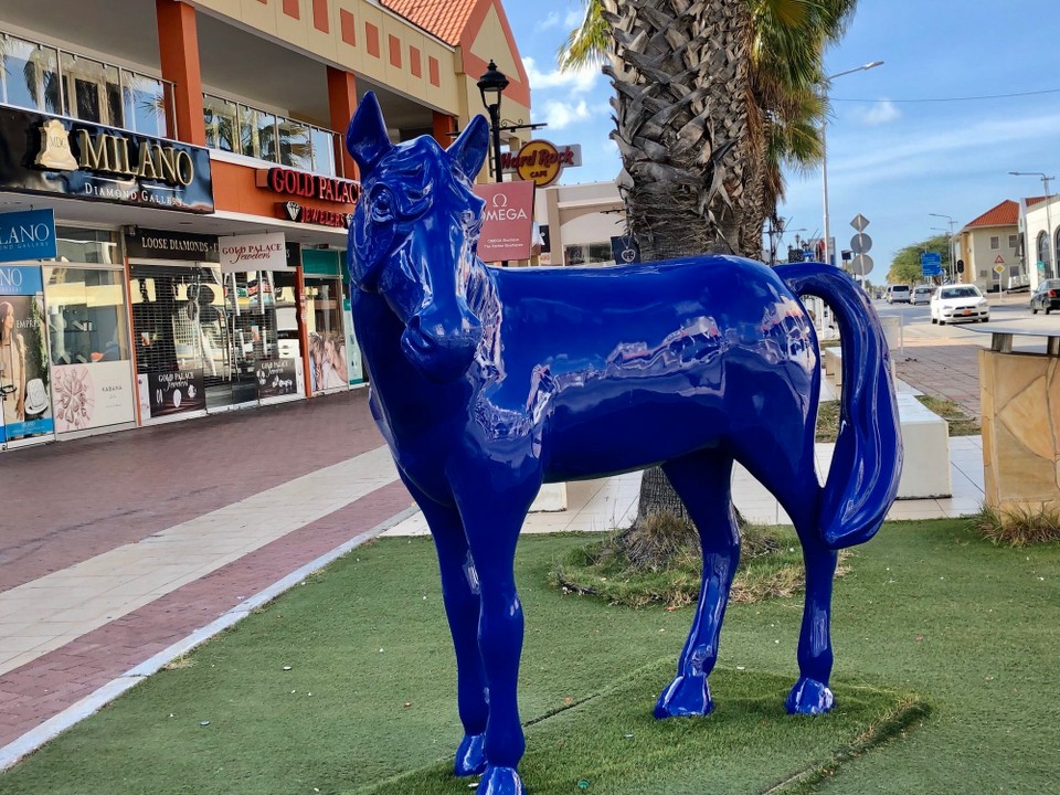 Aruba - Oranjestad - Pferde in Oranjestad 