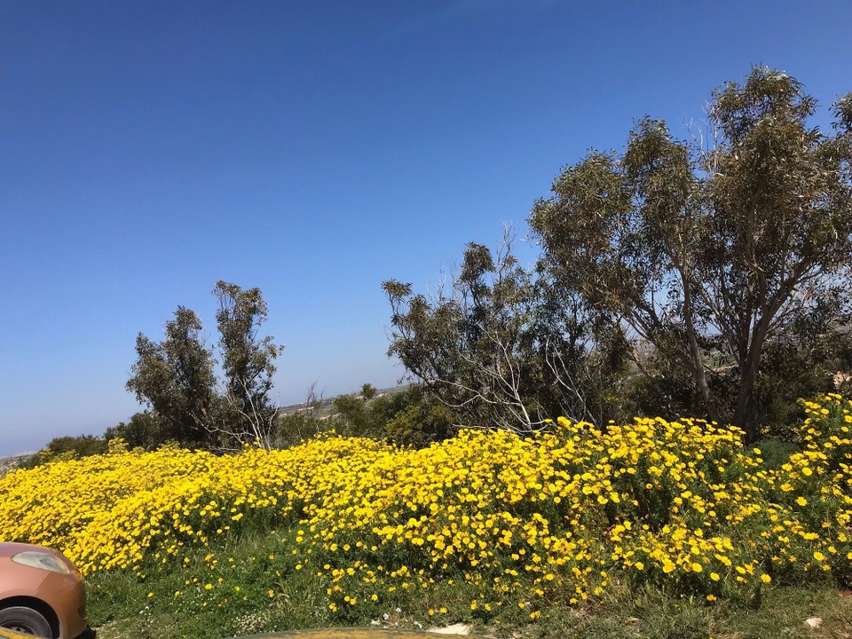 Malta - Dingli - 