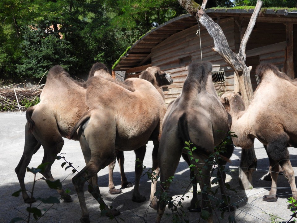 Schweiz - Zürich - Kamele gibts im gesamten arabischen Raum, bis weit nach Asien hinein in die Mongolei, freilebend nur wenige, die meisten als Nutz- und Haustiere. Sie können sogar Salzwasser trinken