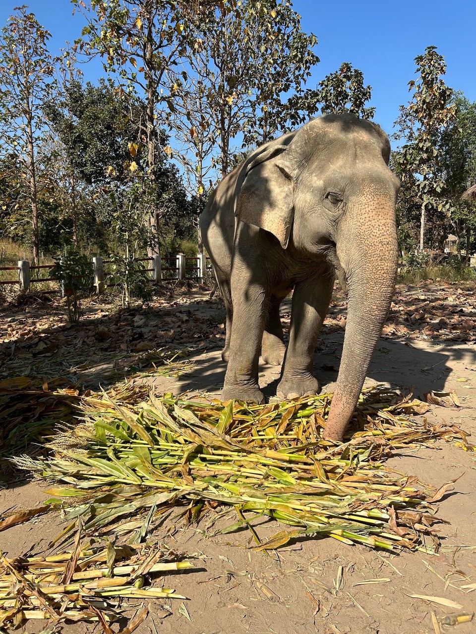 Thailand - Chiang Mai - 