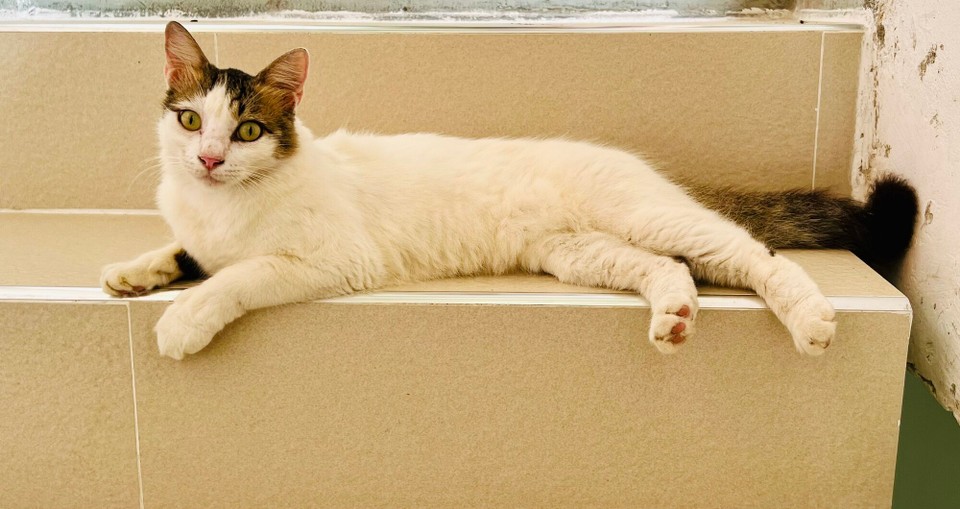 Tansania -  - Mietzekatze hat kann eindeutig die Hoheit über das Haus übernommen. Bitte ! 