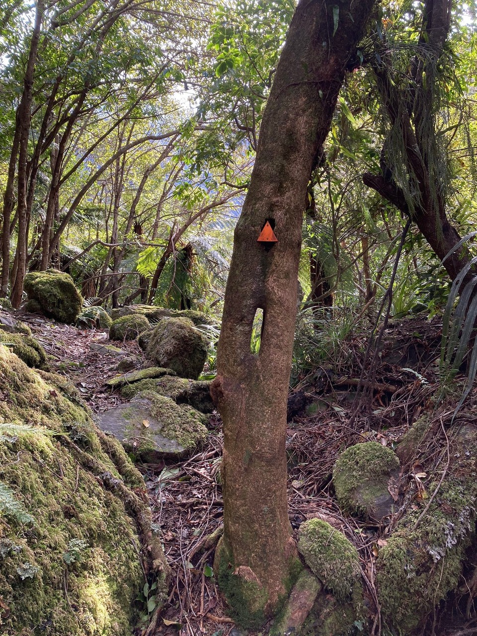 Neuseeland - Whataroa - 