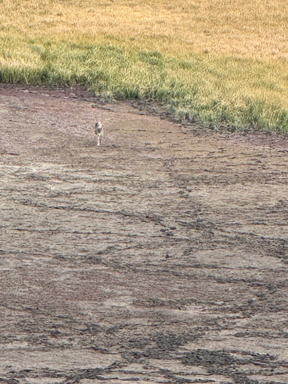 Vereinigte Staaten - Yellowstone National Park - En Wolf hemmer au no gspotted.🐺☺️