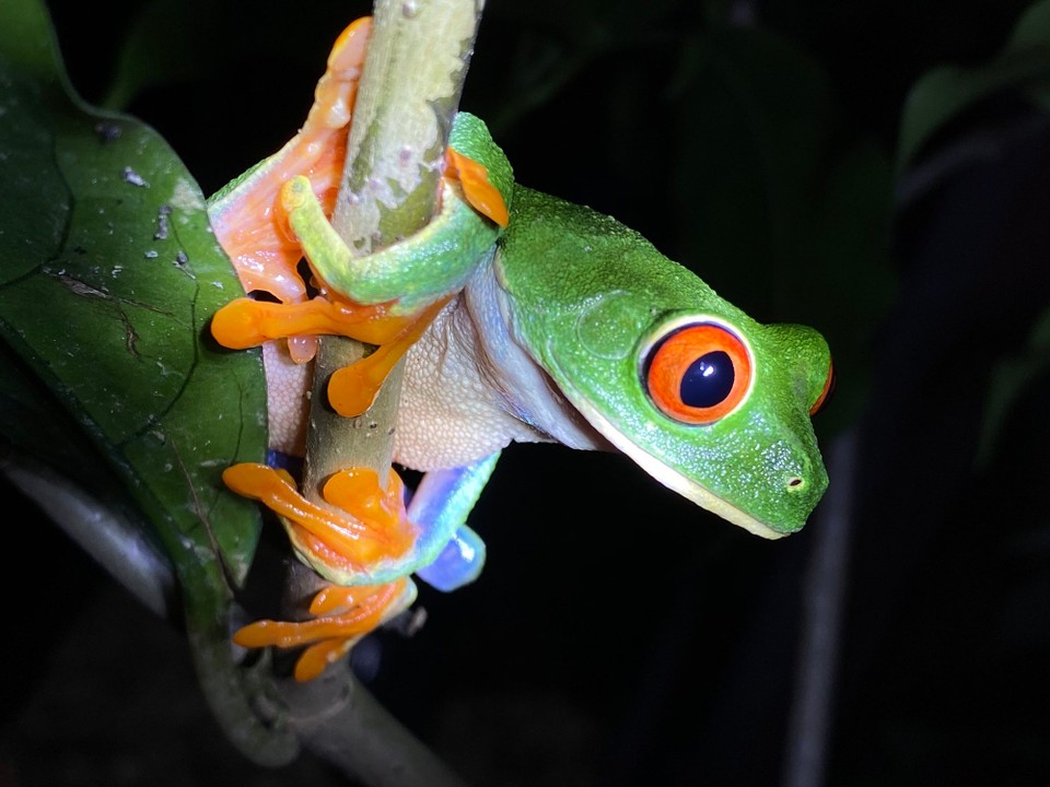 Costa Rica - San Ramón - 