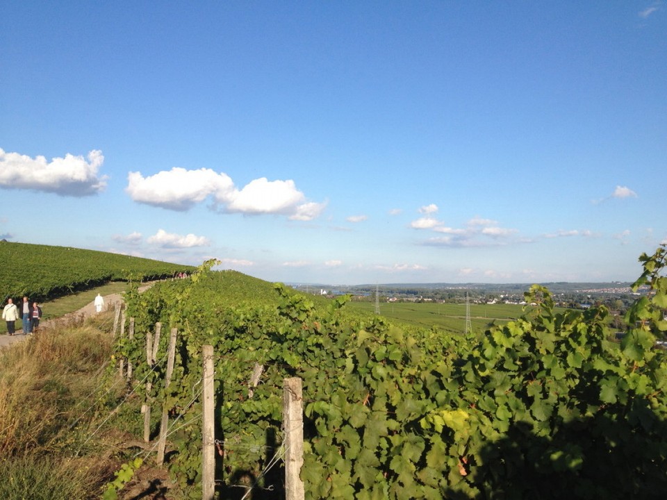 Deutschland - Geisenheim - 