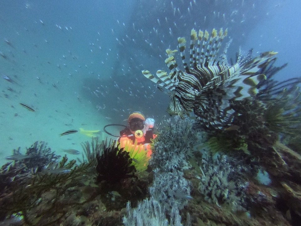 Malaysia - Semporna - Beautiful Lion fish