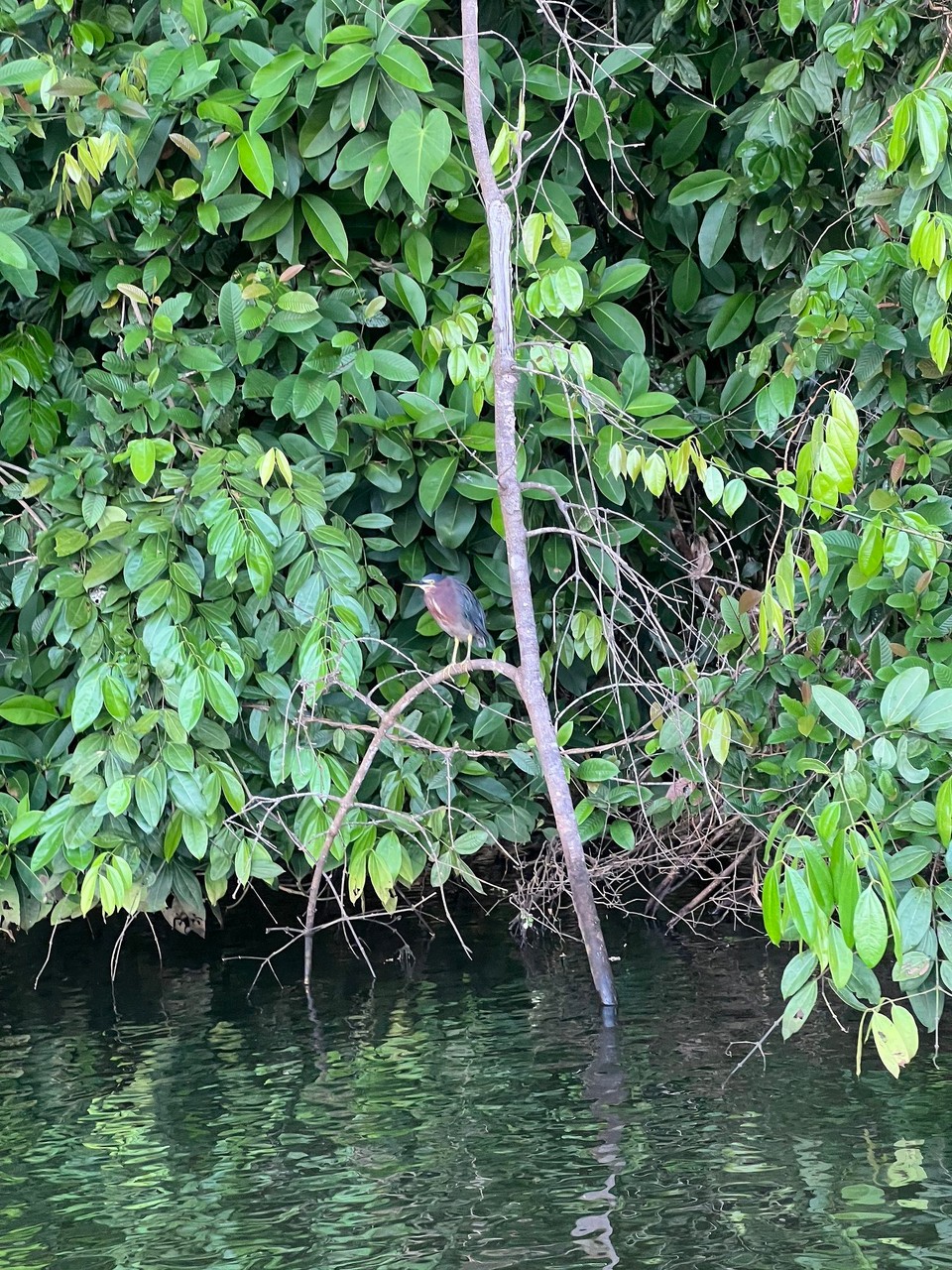 Costa Rica - Pococí - … um die morgendlich aktive Tierwelt zu bestaunen 🐦 