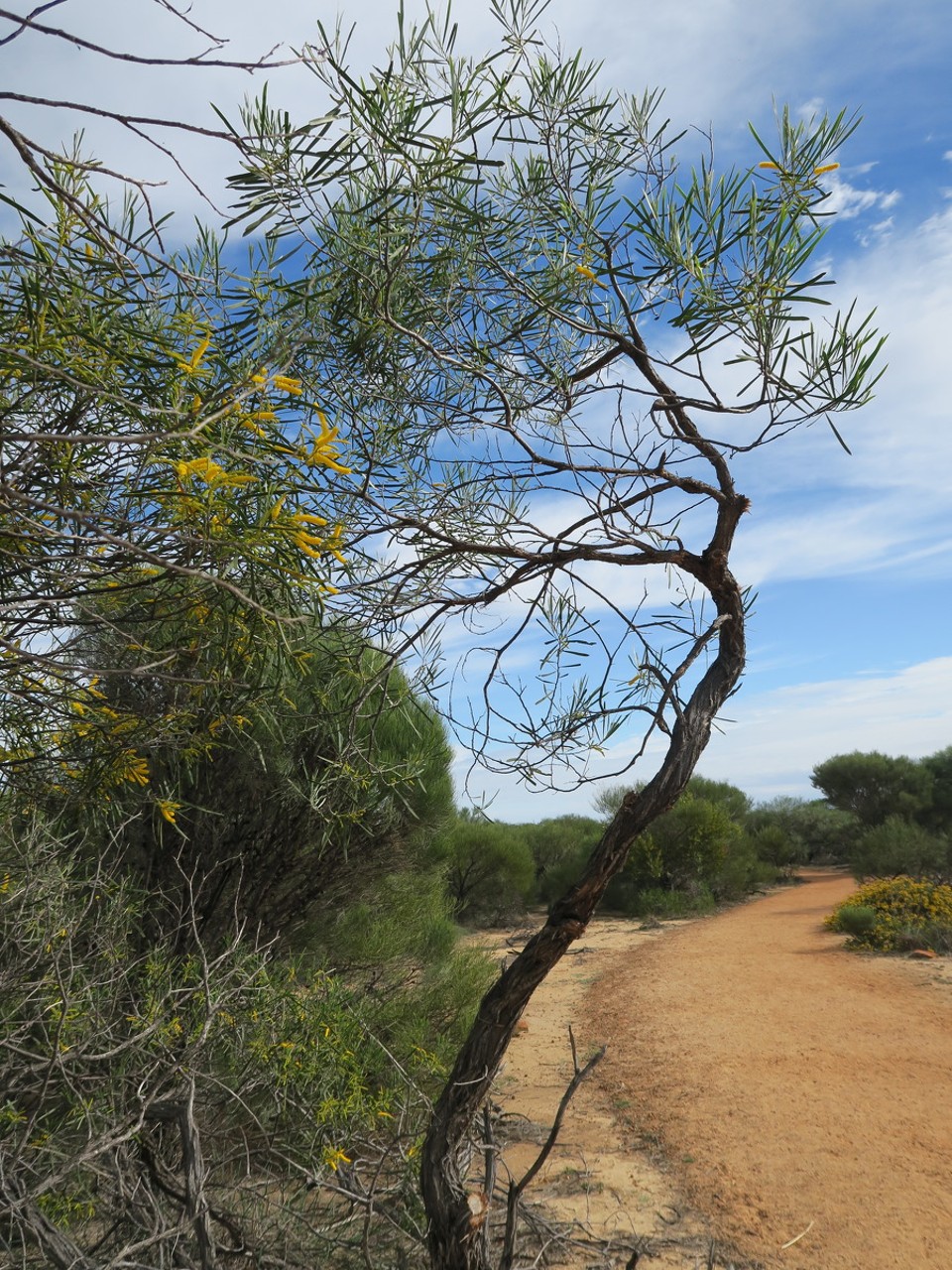 Australia - Kalbarri - Le parc est connu pour ses arbres fleuris... En hiver !