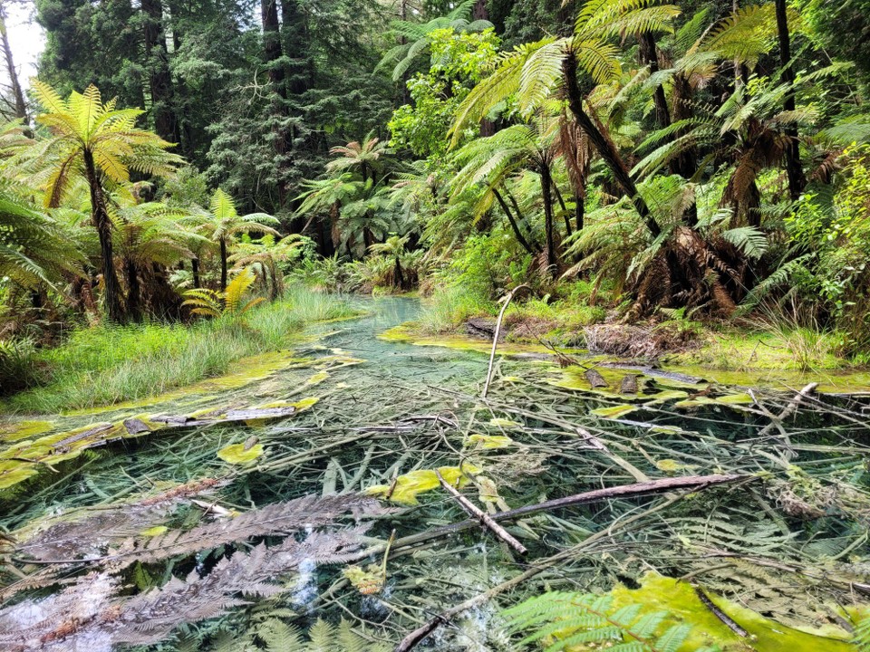 Neuseeland - Rotorua - 