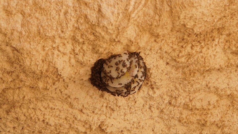 Oman -  - Bienenvolk