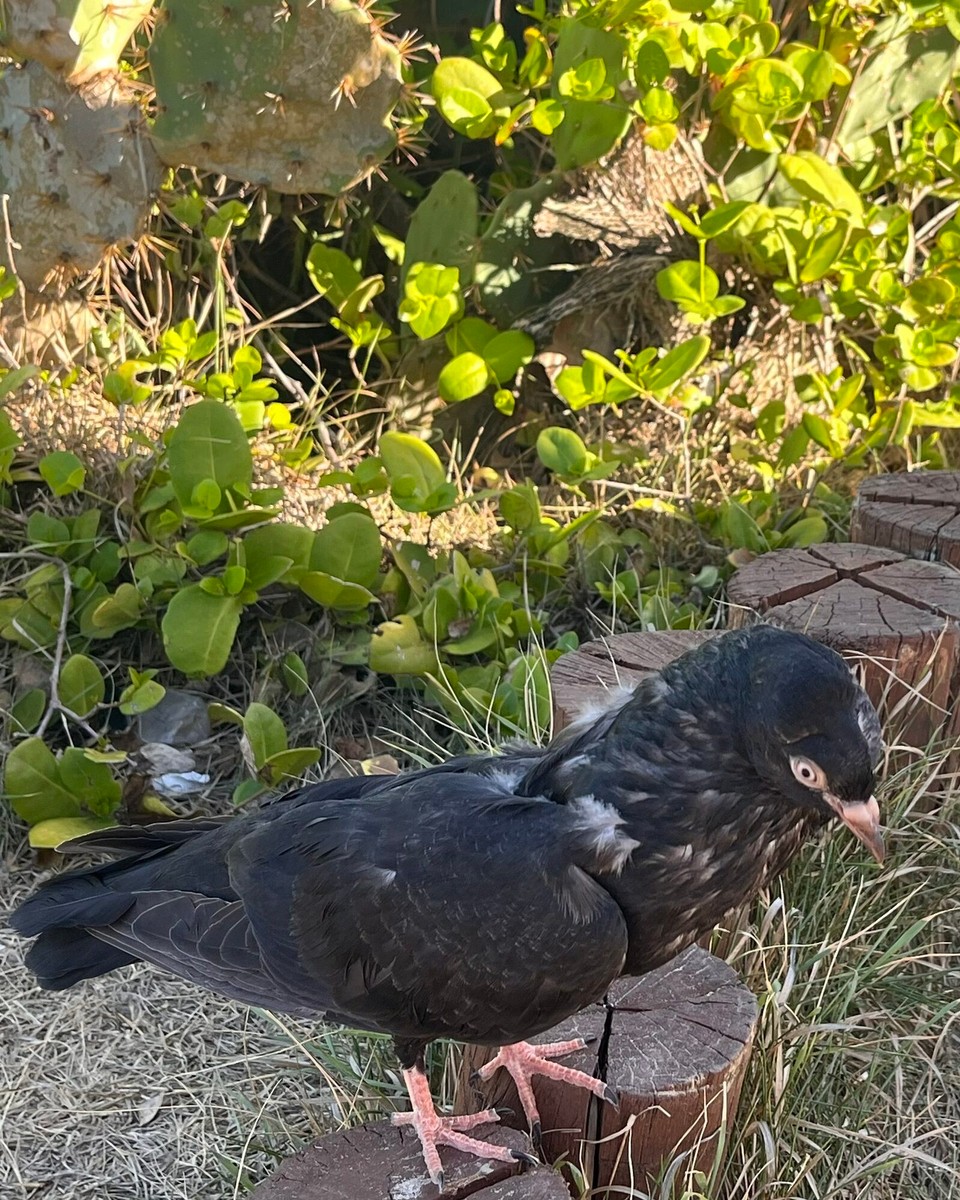 Brasilien - Salvador - 