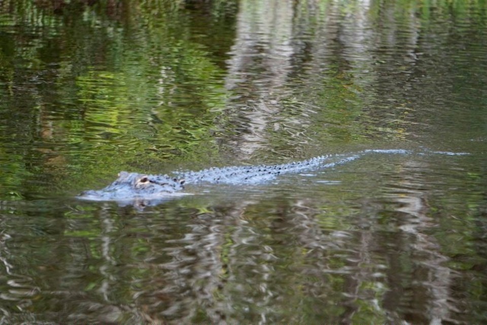  - Gator Park Everglades - 