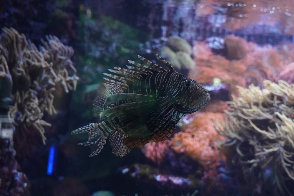 Schweiz - Zürich - ....aber man findet ihn auch im Atlantik nähe Panamakanal Mittelamerika, wohin er wahrscheinlich durch Schifffahrt "verschleppt" wurde und dort als Schädling gilt. Seine Stacheln sind giftig