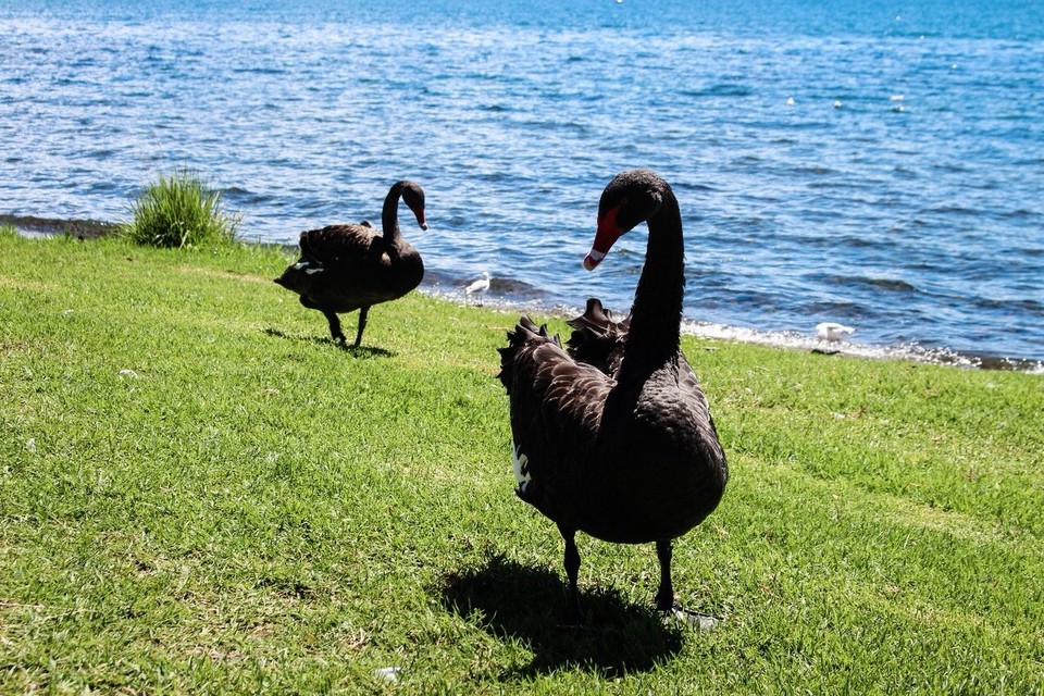 Neuseeland - Taupo - 