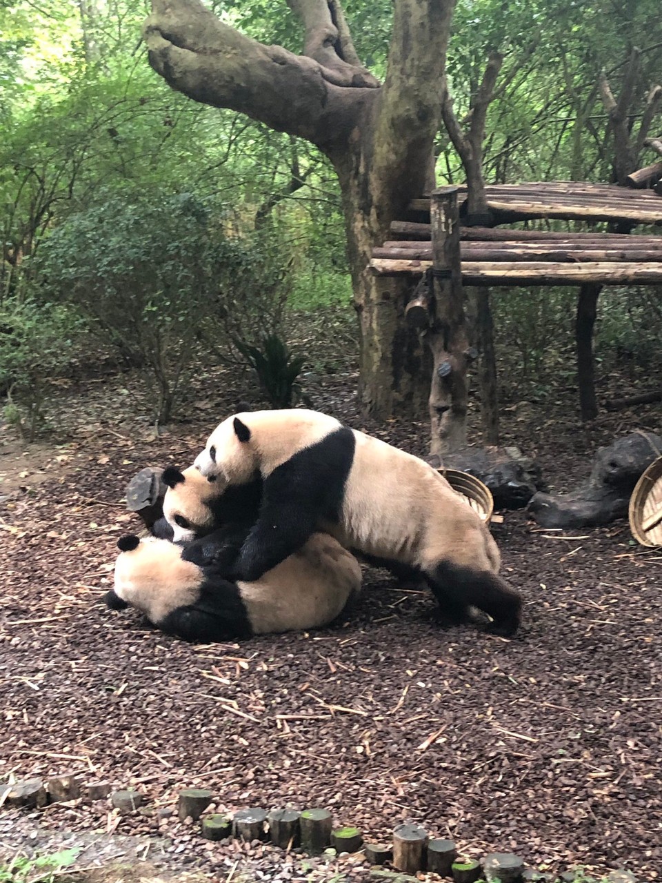 China - Chengdu - 