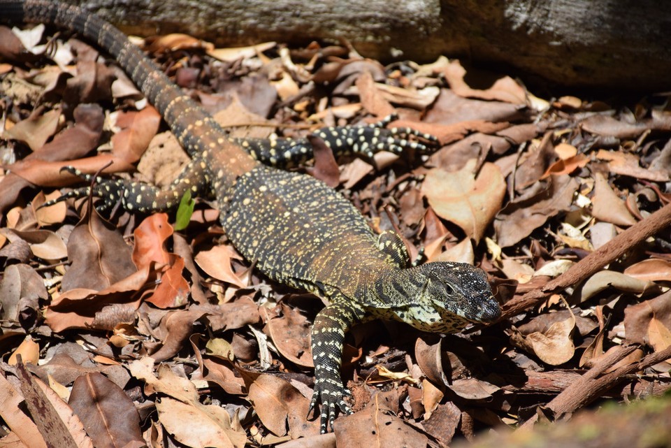 Australien - Iluka - 