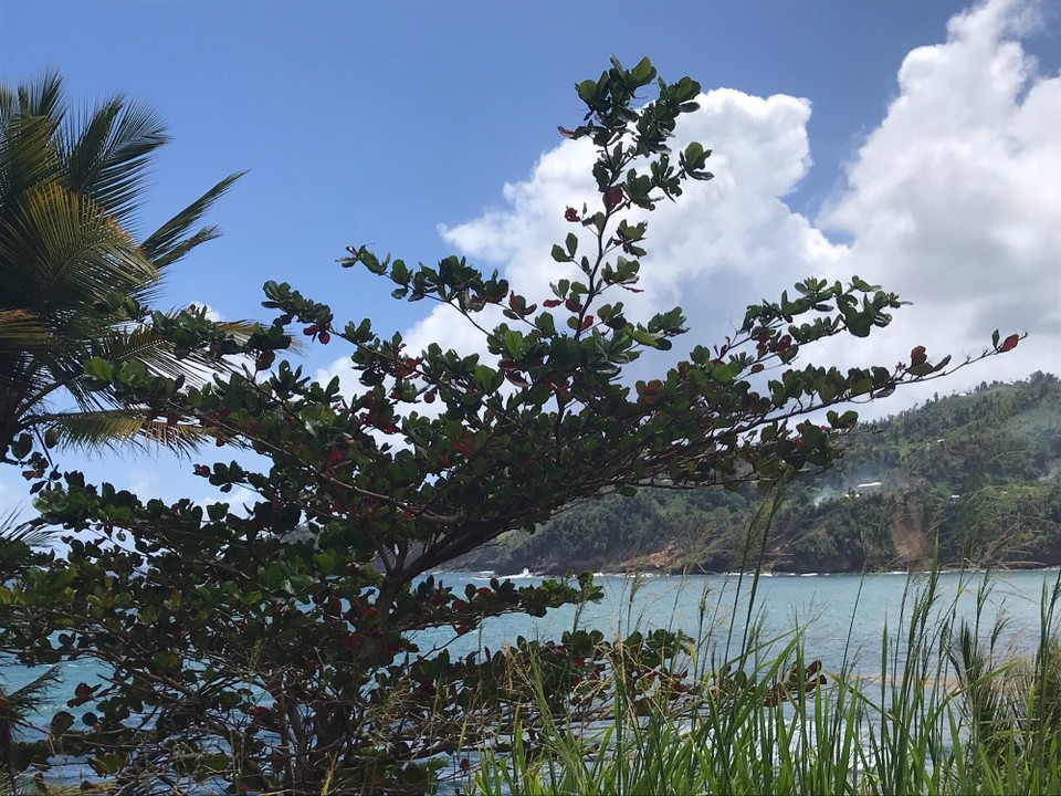 Dominica -  - 