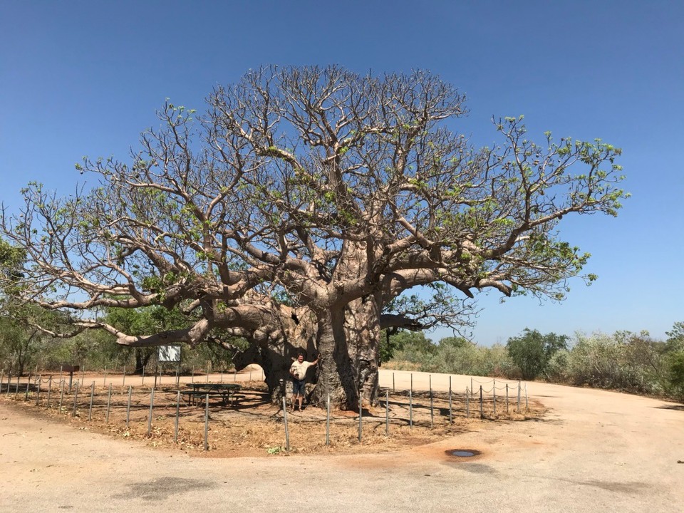 Australien - Broome - Boab Baum