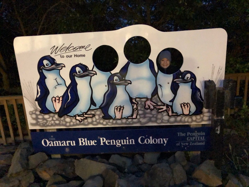 Neuseeland - South Hill - Wir haben über 150 Pinguine gesehen.
Dies sind die kleinsten Pinguine die es gibt. Sie werden etwa 45 cm hoch und wiegen 1 kg.