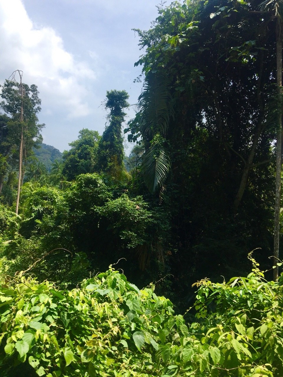 Malaysia -  - 