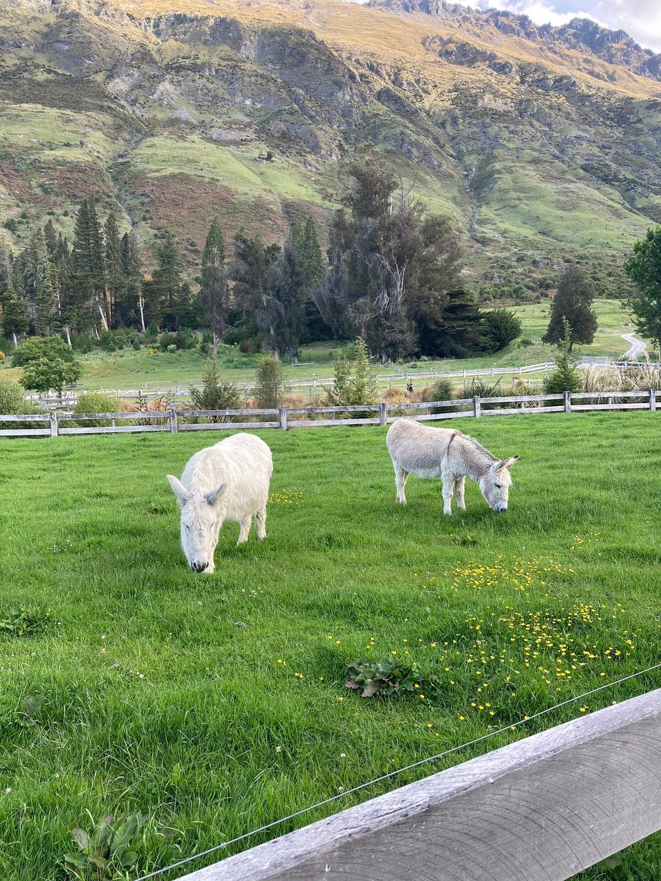 Neuseeland - Te Anau - 