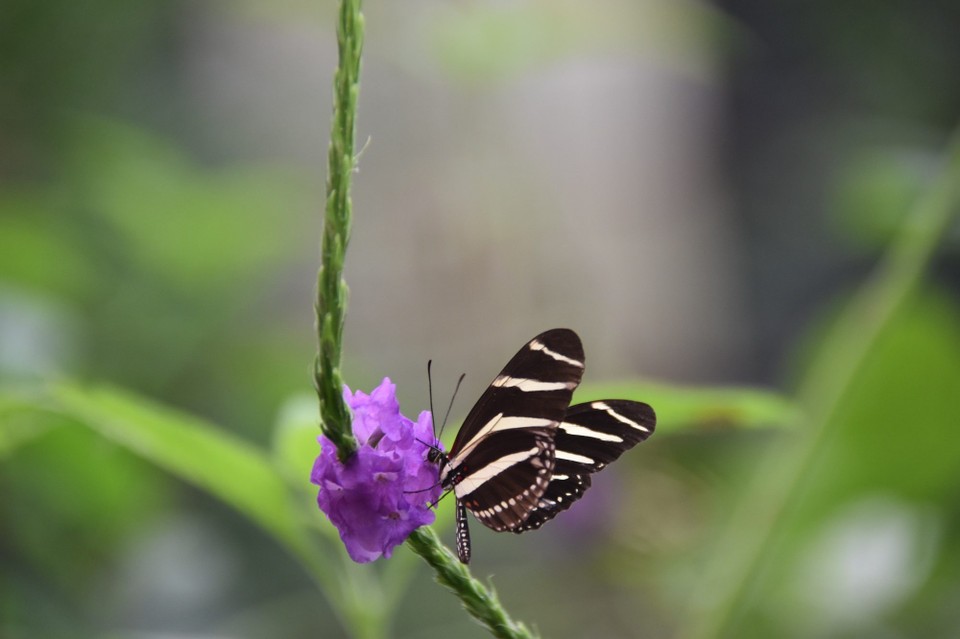 Costa Rica - Abangares - 