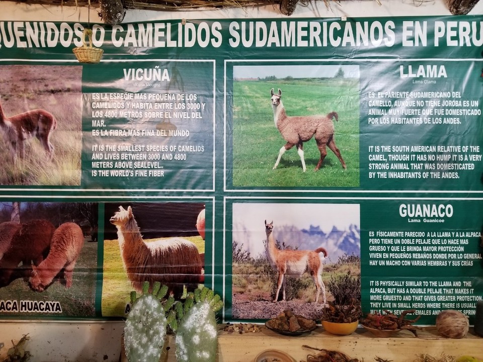 Peru - Taray - 