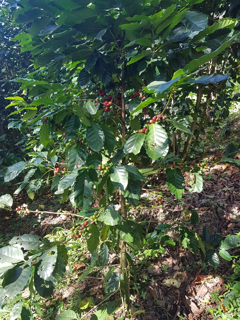 Nicaragua - Dipilto - Kaffeestrauch