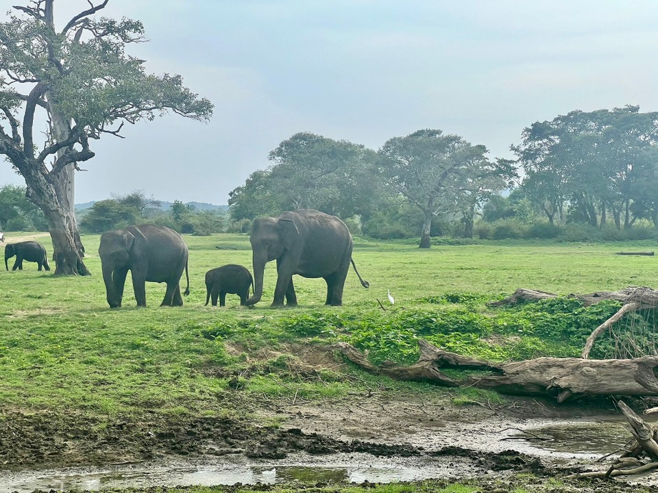 Sri Lanka -  - 