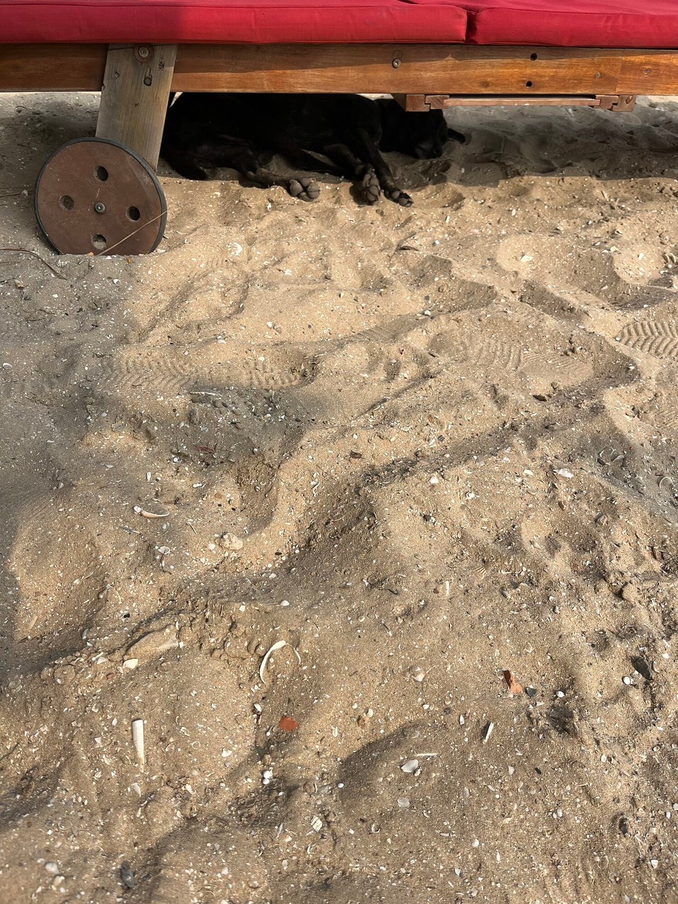 Vietnam - Phan Thiet - Cute little hostel dog finding the shade from the sun