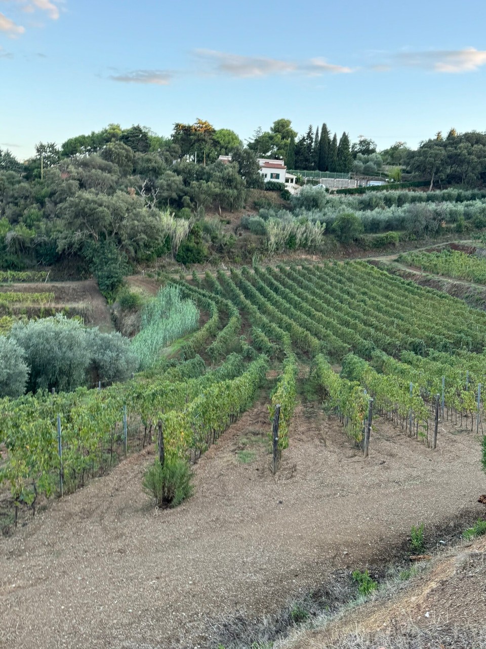 Italien - Marciana - Unterwegs im Weinberg. Hier werden verschiedene Traubensorten angebaut, je nach Bodenart, die sogar innerhalb des Territoriums mehrfach wechselt.