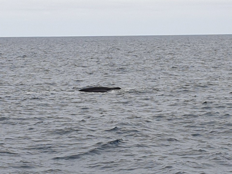 Neuseeland - Kaikoura - 