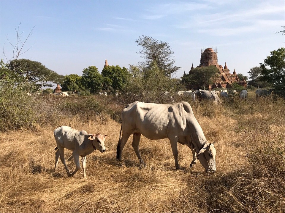 Myanmar (Burma) -  - 