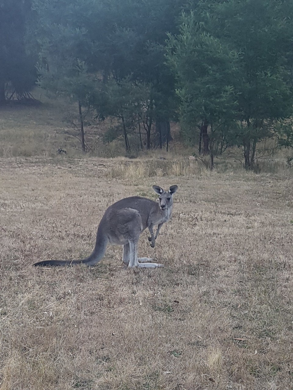 Australien - Halls Gap - Die Kängeruhs waren direkt hinter dem Hostel.