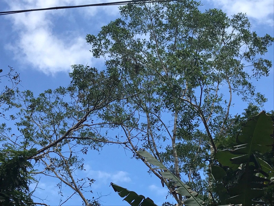 Costa Rica - San Carlos - 