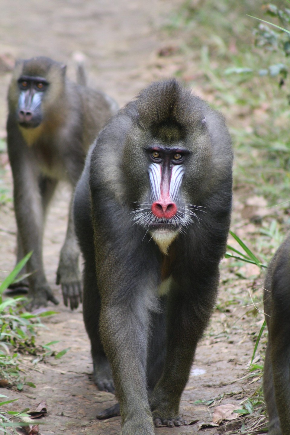 Gabun - Franceville - Mandrill