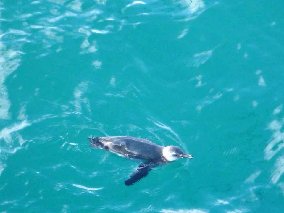 Argentinien - Puerto Madryn - „Pingu“