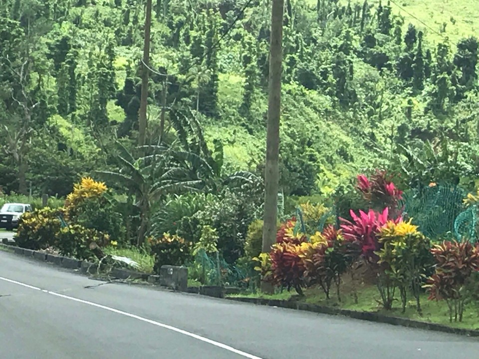 Dominica -  - 