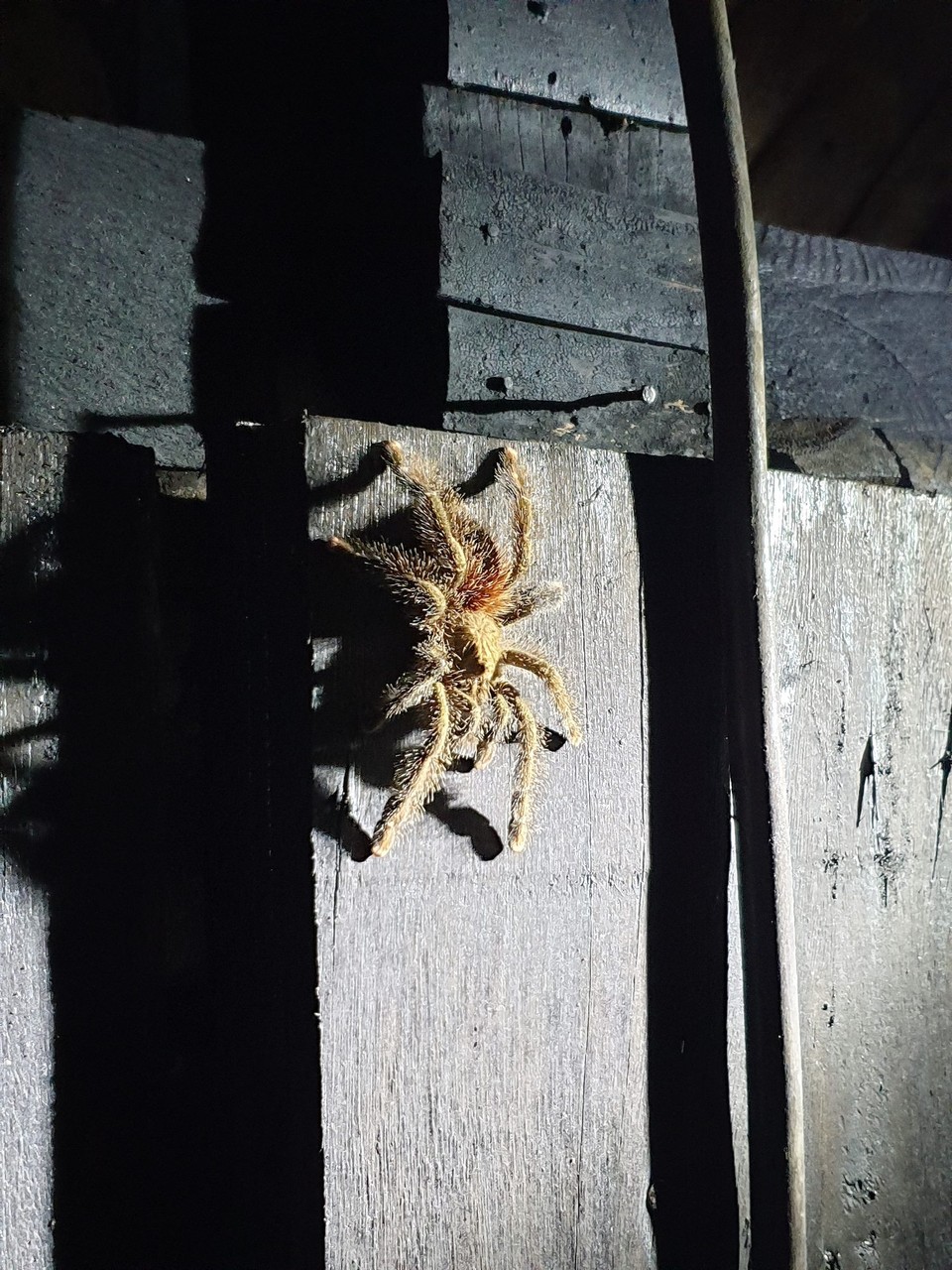 Ecuador - unbekannt - Tarantula (on the shower block)