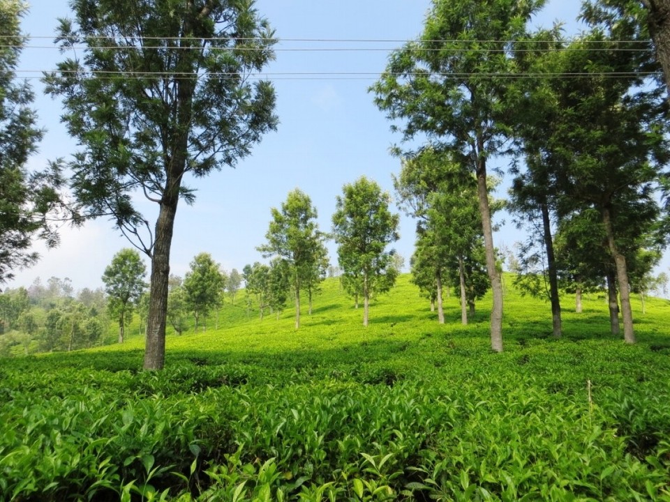Indien - Coonoor - 