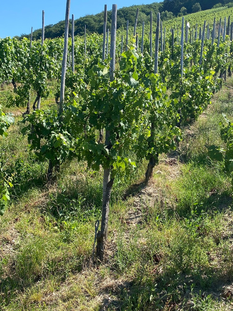 Deutschland - Reil - Hochgewächs - Riesling