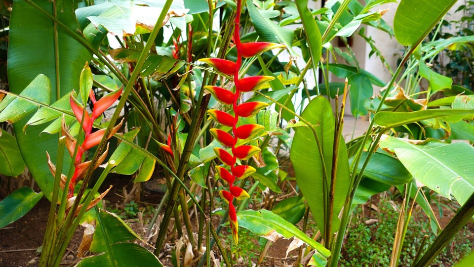Fidschi - Nadi - 