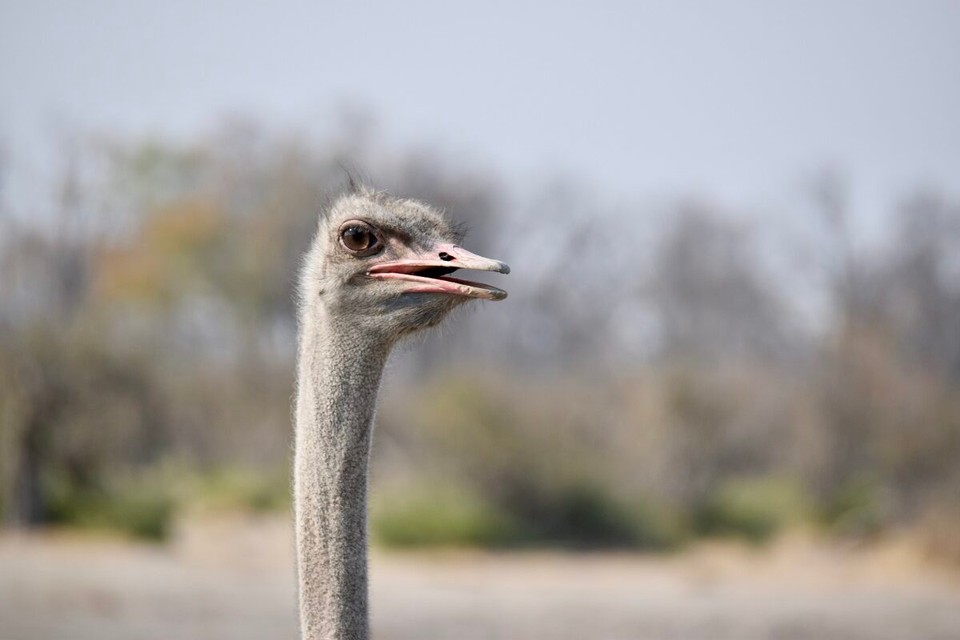 Botsuana -  - Da staunt ihr was wir zwei so an einen Tag erleben.
Aber mal ehrlich, wir konnten unser Glück selbst nicht fassen.
Auch unser Guide sagte so viele interessante Tiere an einen Tag hat er auch noch nie gesehen.
Mit einer riesigen Ladung wunderschöner Fotos im Gepäck fahren wir zurück.
Bis Morgen 