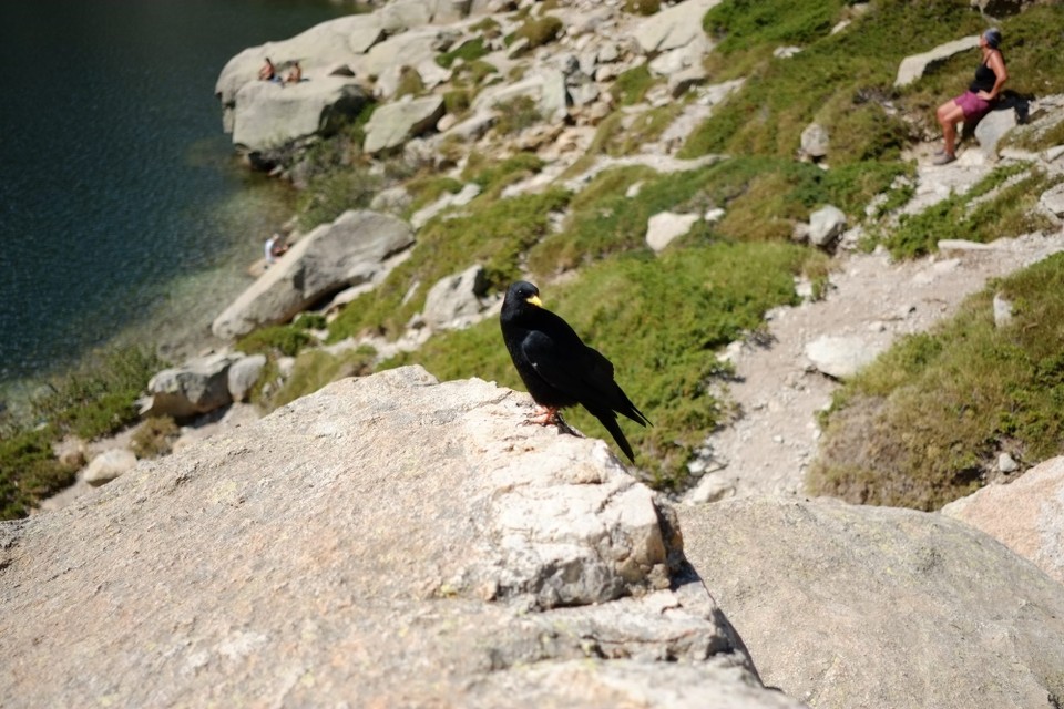 Frankreich - Corte - Neugierige Vögel, die Apfelstückchen aus der Hand fressen. 