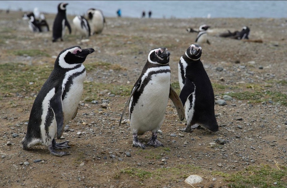 Falkland Islands (Islas Malvinas) - unbekannt - Thieve guys were hiding by the lagoon- lucky to spot them