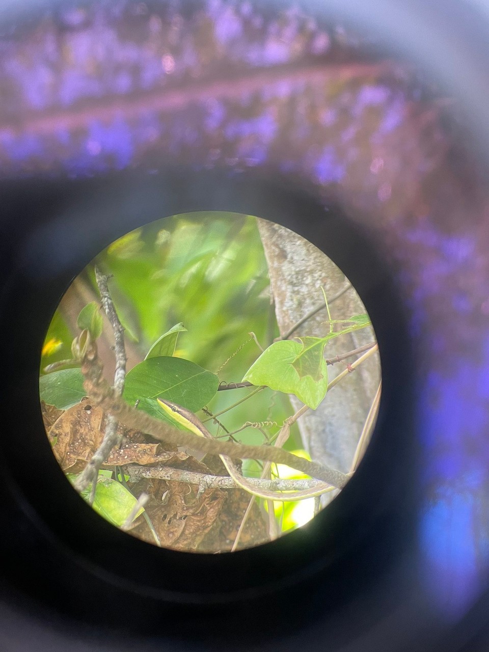 Costa Rica - Talamanca - 🐍 