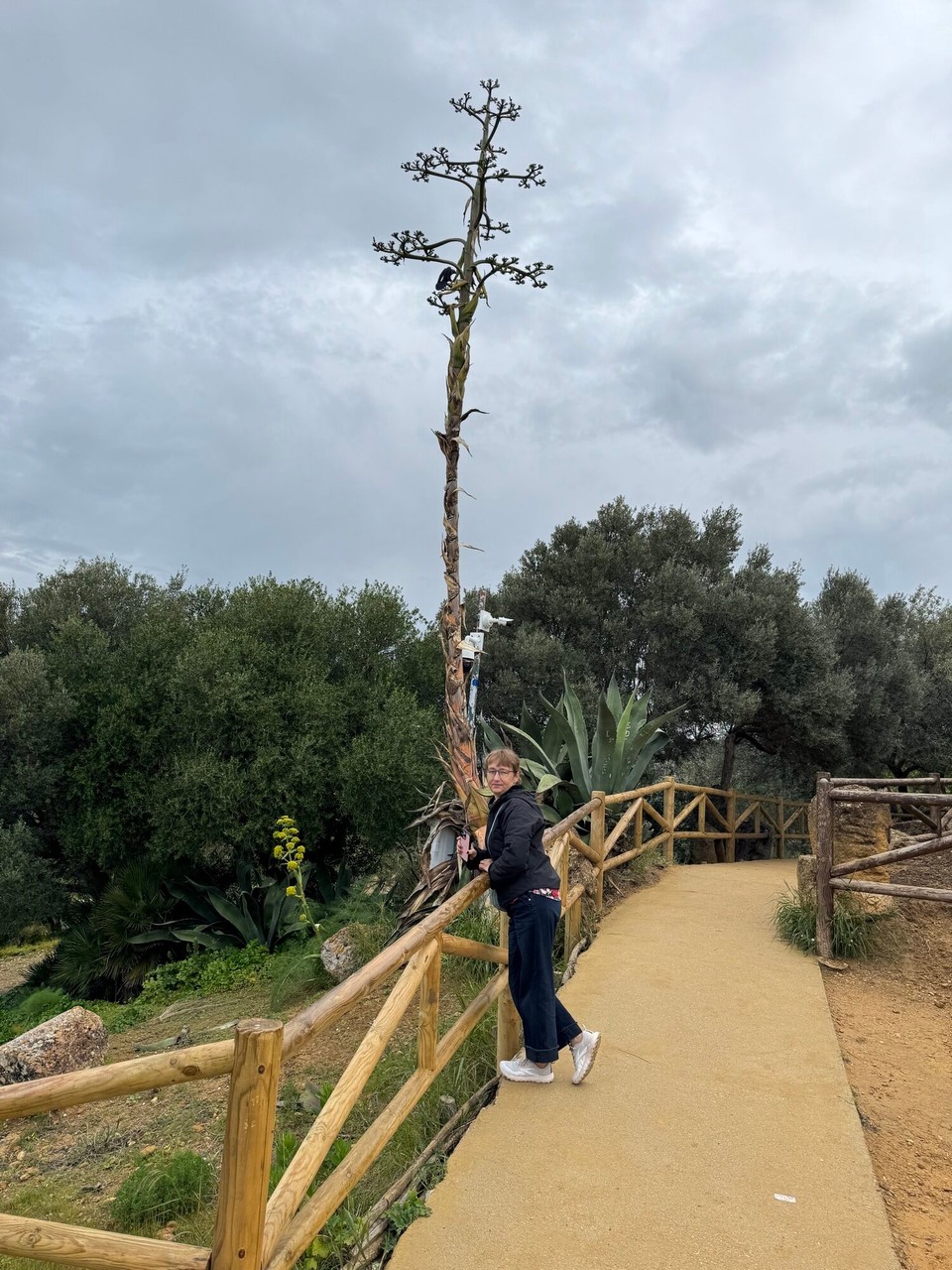 Italien - Marsala - Wilder Fenchel