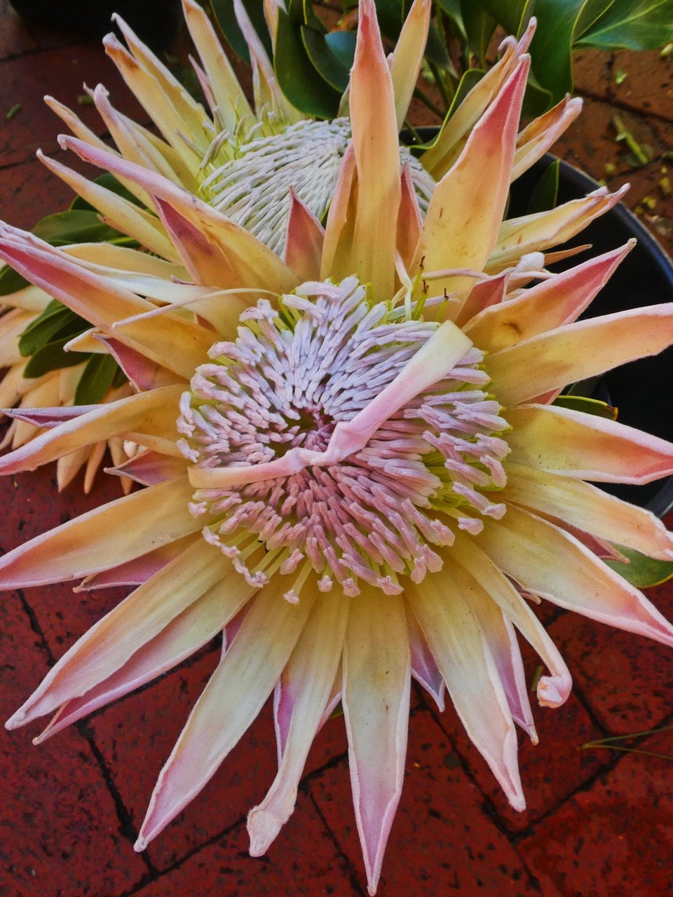 Südafrika - Kapstadt - King Protea: National Flower of South Afrika